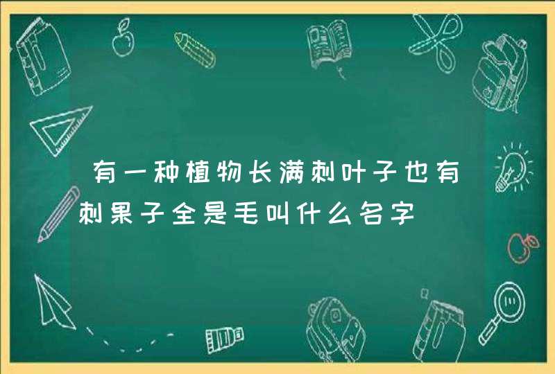 有一种植物长满刺叶子也有刺果子全是毛叫什么名字 有一种植物长满刺叶子也有刺果子全是毛叫什么名字